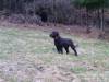 hund108.JPG