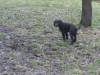 hund110.JPG