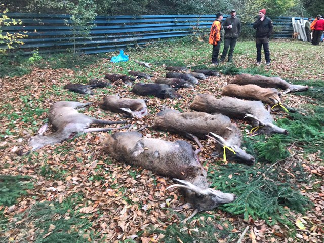 Am 29.10.17 fand unsere erste Jagd der Saison statt