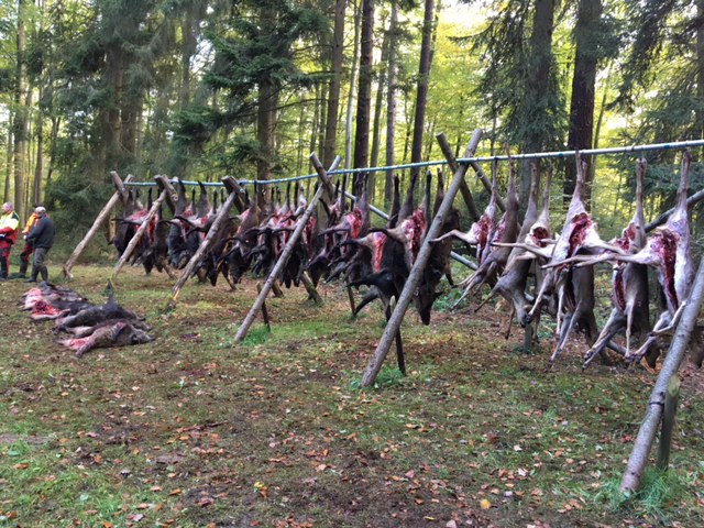 Jagd am 30.10.2017 in Rheinbach Schornbusch